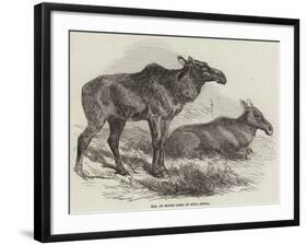 Elk, or Moose Deer, in Nova Scotia-null-Framed Giclee Print