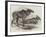 Elk, or Moose Deer, in Nova Scotia-null-Framed Giclee Print