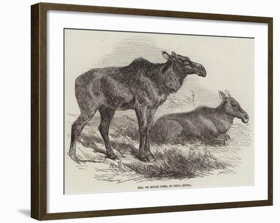 Elk, or Moose Deer, in Nova Scotia-null-Framed Giclee Print