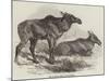 Elk, or Moose Deer, in Nova Scotia-null-Mounted Giclee Print