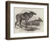 Elk, or Moose Deer, in Nova Scotia-null-Framed Giclee Print