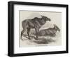 Elk, or Moose Deer, in Nova Scotia-null-Framed Giclee Print