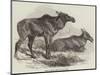 Elk, or Moose Deer, in Nova Scotia-null-Mounted Giclee Print