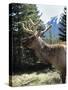 Elk or Wapiti, Bow Valley Parkway, Banff National Park, Rocky Mountains, Alberta, Canada-Pearl Bucknall-Stretched Canvas