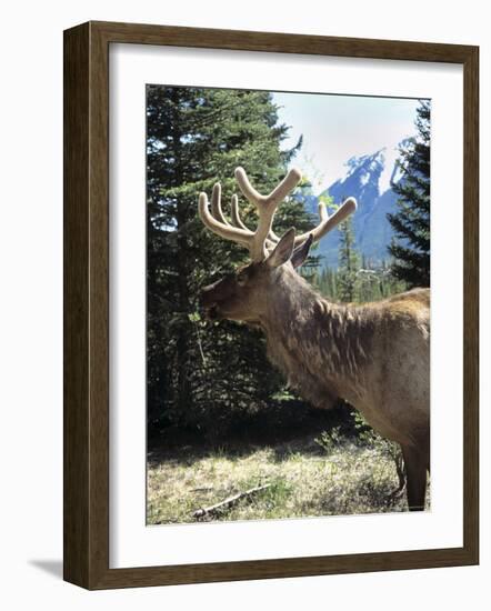 Elk or Wapiti, Bow Valley Parkway, Banff National Park, Rocky Mountains, Alberta, Canada-Pearl Bucknall-Framed Photographic Print
