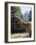 Elk or Wapiti, Bow Valley Parkway, Banff National Park, Rocky Mountains, Alberta, Canada-Pearl Bucknall-Framed Photographic Print