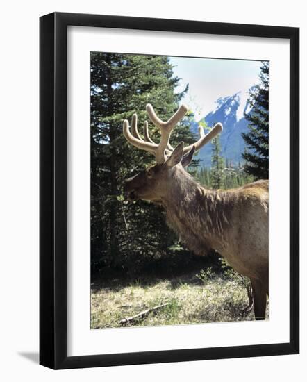 Elk or Wapiti, Bow Valley Parkway, Banff National Park, Rocky Mountains, Alberta, Canada-Pearl Bucknall-Framed Photographic Print