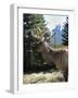 Elk or Wapiti, Bow Valley Parkway, Banff National Park, Rocky Mountains, Alberta, Canada-Pearl Bucknall-Framed Photographic Print