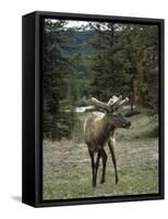 Elk or Wapiti (Cervus Elaphus), Bow Valley Parkway, Near Lake Louise, Rocky Mountains-Pearl Bucknall-Framed Stretched Canvas