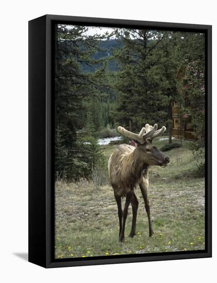 Elk or Wapiti (Cervus Elaphus), Bow Valley Parkway, Near Lake Louise, Rocky Mountains-Pearl Bucknall-Framed Stretched Canvas