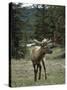 Elk or Wapiti (Cervus Elaphus), Bow Valley Parkway, Near Lake Louise, Rocky Mountains-Pearl Bucknall-Stretched Canvas