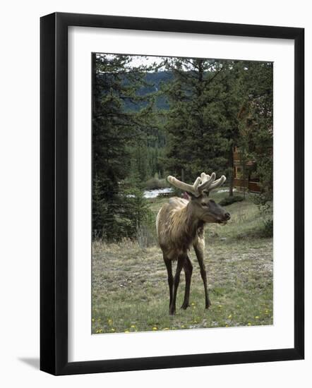 Elk or Wapiti (Cervus Elaphus), Bow Valley Parkway, Near Lake Louise, Rocky Mountains-Pearl Bucknall-Framed Photographic Print