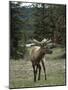 Elk or Wapiti (Cervus Elaphus), Bow Valley Parkway, Near Lake Louise, Rocky Mountains-Pearl Bucknall-Mounted Photographic Print