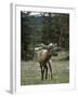 Elk or Wapiti (Cervus Elaphus), Bow Valley Parkway, Near Lake Louise, Rocky Mountains-Pearl Bucknall-Framed Photographic Print