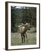 Elk or Wapiti (Cervus Elaphus), Bow Valley Parkway, Near Lake Louise, Rocky Mountains-Pearl Bucknall-Framed Photographic Print