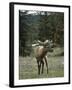 Elk or Wapiti (Cervus Elaphus), Bow Valley Parkway, Near Lake Louise, Rocky Mountains-Pearl Bucknall-Framed Photographic Print