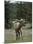 Elk or Wapiti (Cervus Elaphus), Bow Valley Parkway, Near Lake Louise, Rocky Mountains-Pearl Bucknall-Mounted Photographic Print