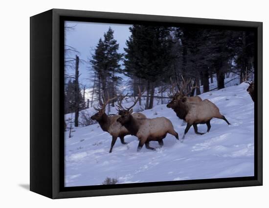 Elk or Wapiti, Yellowstone National Park, Wyoming, USA-Art Wolfe-Framed Stretched Canvas