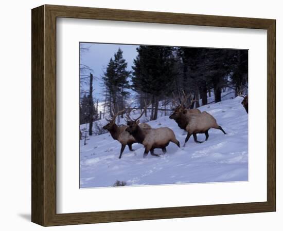 Elk or Wapiti, Yellowstone National Park, Wyoming, USA-Art Wolfe-Framed Photographic Print