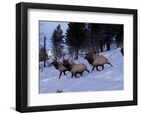 Elk or Wapiti, Yellowstone National Park, Wyoming, USA-Art Wolfe-Framed Photographic Print