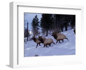 Elk or Wapiti, Yellowstone National Park, Wyoming, USA-Art Wolfe-Framed Photographic Print