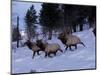 Elk or Wapiti, Yellowstone National Park, Wyoming, USA-Art Wolfe-Mounted Photographic Print