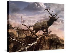 Elk Passage-Steve Hunziker-Stretched Canvas