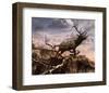 Elk Passage-Steve Hunziker-Framed Art Print