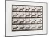 Elk, Plate 692 from Animal Locomotion, 1887 (B/W Photo)-Eadweard Muybridge-Mounted Giclee Print