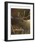 Elk Portrait I-Leo Stans-Framed Art Print