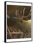 Elk Portrait I-Leo Stans-Framed Stretched Canvas