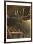 Elk Portrait I-Leo Stans-Framed Art Print