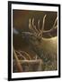 Elk Portrait I-Leo Stans-Framed Art Print