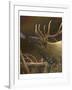 Elk Portrait I-Leo Stans-Framed Art Print