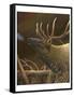 Elk Portrait I-Leo Stans-Framed Stretched Canvas