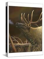 Elk Portrait I-Leo Stans-Stretched Canvas