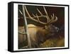 Elk Portrait II-Leo Stans-Framed Stretched Canvas