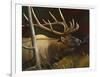 Elk Portrait II-Leo Stans-Framed Art Print