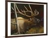 Elk Portrait II-Leo Stans-Framed Art Print