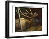 Elk Portrait II-Leo Stans-Framed Art Print