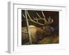 Elk Portrait II-Leo Stans-Framed Art Print