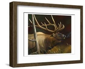 Elk Portrait II-Leo Stans-Framed Art Print