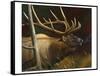 Elk Portrait II-Leo Stans-Framed Stretched Canvas