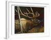 Elk Portrait II-Leo Stans-Framed Art Print