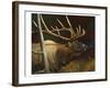 Elk Portrait II-Leo Stans-Framed Art Print