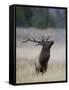Elk Prancing, Yellowstone National Park, Wyoming, USA-Rolf Nussbaumer-Framed Stretched Canvas
