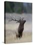 Elk Prancing, Yellowstone National Park, Wyoming, USA-Rolf Nussbaumer-Stretched Canvas