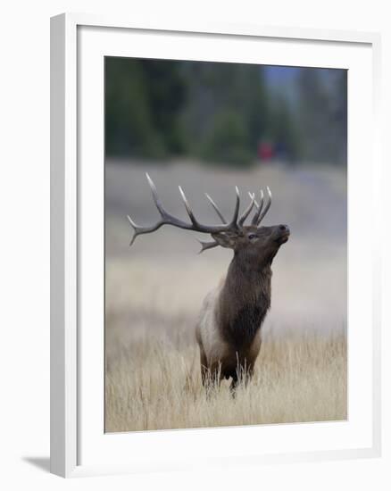 Elk Prancing, Yellowstone National Park, Wyoming, USA-Rolf Nussbaumer-Framed Photographic Print