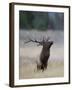 Elk Prancing, Yellowstone National Park, Wyoming, USA-Rolf Nussbaumer-Framed Photographic Print