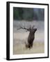 Elk Prancing, Yellowstone National Park, Wyoming, USA-Rolf Nussbaumer-Framed Photographic Print